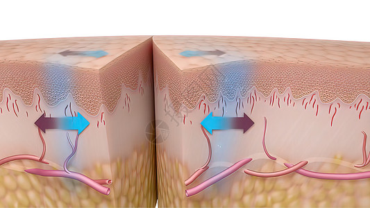 3D 皮肤伤口愈合时间的医疗说明动脉图层疾病图表插图康复润肤血肿改造表皮图片