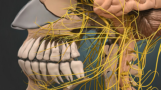 妨碍大脑血管塞动脑器血细胞药品机器人动脉粥样硬化互联网疾病科学动脉硬化食物技术背景图片