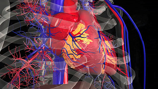 人类循环系统心脏跳动解剖概念药品器官生物学男性静脉动脉流量成人插图解剖学图片