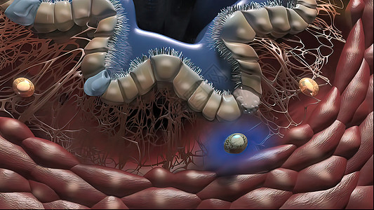 肺部免疫和发光生物健康胚胎细胞血管微生物学基因囊胚技术感染图片