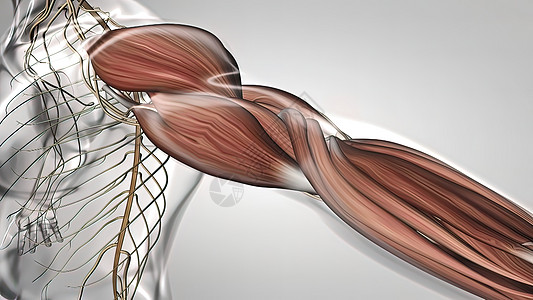 手臂肌肉和肌肉神经系统隧道生物学硬化科学节点图表组织控制解剖学空气图片