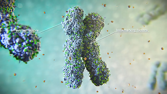 3D 脑分裂细胞分部插图化学科学基因组生活克隆周期信息实验室母细胞技术图片