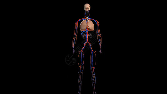 黑底的人类解剖 血管系统中庭小动脉传导药品人体动脉科学心室心肌医学图片