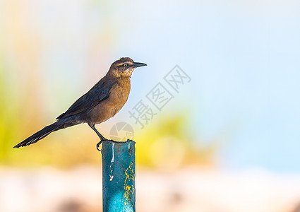 大尾尾的Grackle 踩在一根柱子上图片