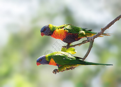 彩虹 Lorikeets 在澳洲的一棵树上图片