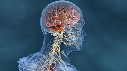 人体神经系统3D医疗大脑艺术品渲染科学商场小脑解剖学身体边缘神经图片