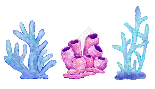 蓝色绿松石紫色珊瑚的水彩插图 海洋水下野生动物 航海夏季海滩设计 澳大利亚珊瑚礁生活自然 自然环境剪贴画图片