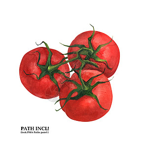 手绘西红柿植物水彩色番茄食物饮食蔬菜水彩红色绘画花园美食沙拉食谱背景