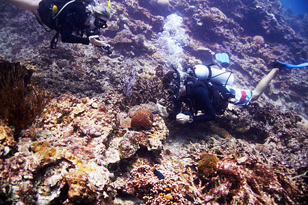 学会了隐蔽的环境 两个潜水员在水下考察一个美丽的珊瑚礁图片
