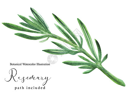 希腊新鲜迷迭香季节花园芳香叶子疗法草本植物水彩插图手绘植物学图片
