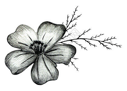 黑手和白手画出花朵的构成婚礼铅笔绘画树叶草图植物群植物植物学叶子手绘图片
