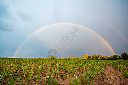雨过农民田的彩虹圆圈图片