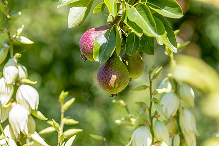 一枝有成熟的梨子甜点生物学地面食物水果小吃生物森林植物植物群图片