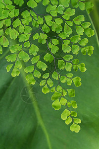 绿色的青叶子特写特写绿色植物森林荒野植物学背景蕨类蕨叶植物群生长宏观图片
