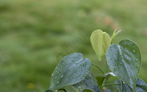 心叶花椰菜树叶 加上雨滴图片