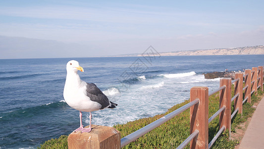 美国加利福尼亚州海滩 海水表面的海浪 海鸥鸟骑栏杆图片