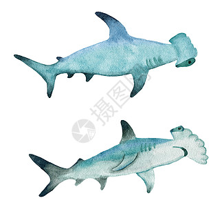 水彩手黎明双髻鲨 热带危险鱼 海洋水下野生动物 自然濒危物种航海印刷海报图片