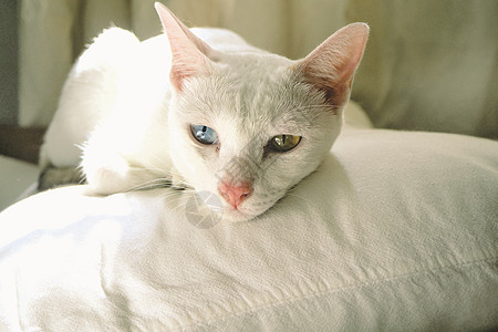可爱的白猫 蓝色和黄色的眼睛睡在卧室的枕头上 家居概念理念 采用动物创意背景图片
