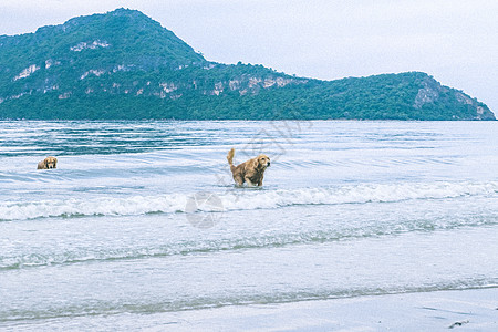 金色猎犬放松 在海上玩退休或退休休息假的休闲度假假 养狗宠物舌头行动海滩海洋哺乳动物蓝色闲暇海岸小狗图片