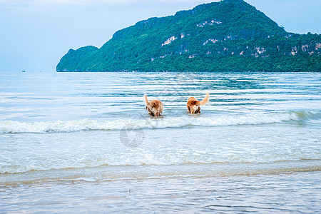 金色寻金狗放松 在海上玩退休或退休的猎犬哺乳动物小狗舌头海岸海洋闲暇行动女性犬类蓝色图片