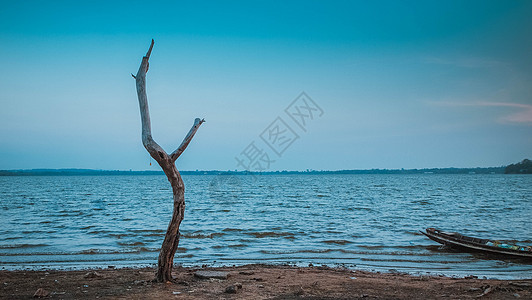 浮层沙滩和蓝天空中一棵干枯的老树 孤独的概念 沙漠景观复制空间背景