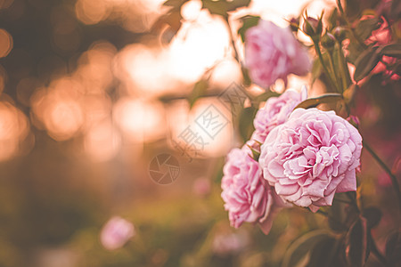 花园里的粉红玫瑰 明亮的夕阳光 花岗岩背景 有选择的重点花束太阳周年植物群树叶植物纪念日婚礼玫瑰花瓣图片