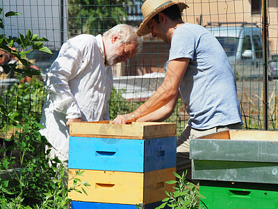 养蜂大师拔出一个带蜂蜜的框 从蚁群中的蜂巢里提取出来产品细胞爱好守门员养蜂人蜂蜡检查传粉者花粉职业图片