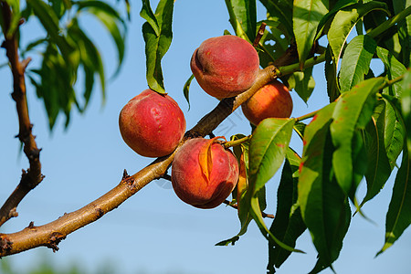 挂在树上的桃子在树上种桃子 新鲜桃子树背景
