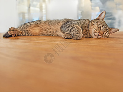 睡在地板上与 copyspace 的可爱猫咪 可爱的宠物在休息室小睡 放置在木质表面上的灰色猫科动物 快乐的动物安静地休息 懒惰背景图片