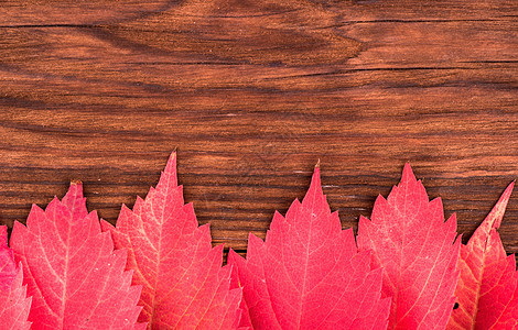秋叶植物框架叶子红色橡木季节生活材料木头棕色图片