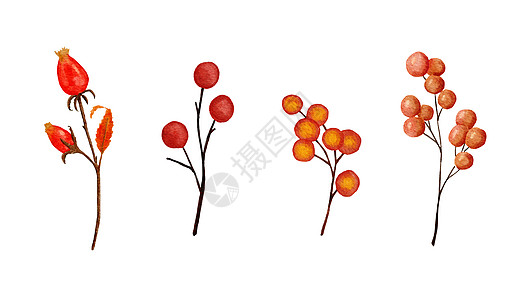 水彩手绘制的橙红色浆果圆熟白莓 秋天植物草药 在奥克托贝山上淡色的干玫瑰花 感恩节概念艺术图片