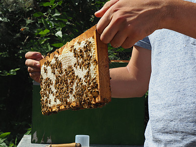 养蜂大师拔出一个带蜂蜜的框 从蚁群中的蜂巢里提取出来花粉框架盒子蜂箱传粉者工蜂风险职业乡村养蜂业图片