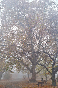 秋天公园的福吉神秘清晨图片