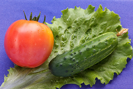 摘黄瓜摘番茄 黄瓜和沙拉叶 收获蔬菜背景
