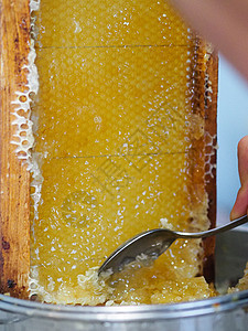 养蜂人在家里从蜜蜂蜂蜂巢中提取有机蜂蜜并滴水提取器宏观生物蜂蜡蜂房过滤养蜂业吃饭甜食药品图片