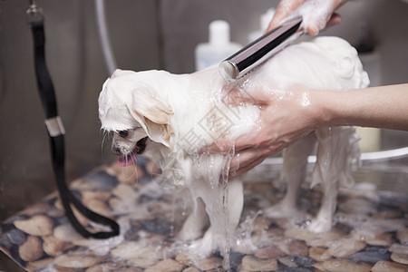可爱的小狗在美容沙龙被洗头发服务浴缸淋浴理发师商业动物桌子洗澡朋友图片