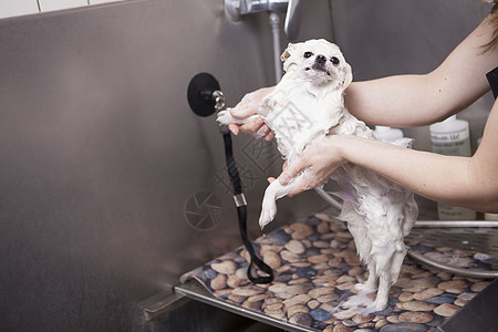 可爱的小狗在美容沙龙被洗头发商业朋友爪子洗发水浴缸毛皮桌子美容师服务图片