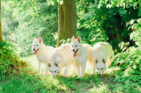 瑞士白人牧羊人天空乐趣牧羊犬草地朋友猎犬动物活动活力行动图片