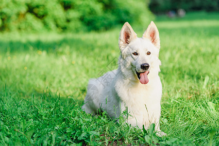 瑞士白人牧羊人场地宠物女性跑步喜悦猎犬牧羊犬乐趣天空运动图片