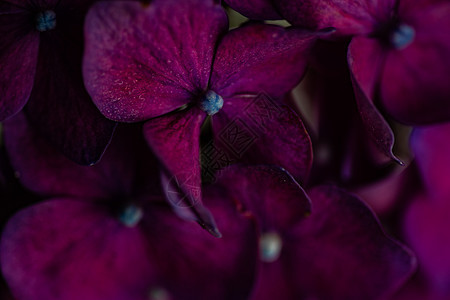 室内装有新鲜花朵的陶瓷杯杯子植物花瓶陶瓷花瓣紫色制品植物群绣球花花束图片