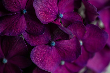室内装有新鲜花朵的陶瓷杯紫色植物花瓶制品花瓣植物群绣球花陶瓷花束杯子图片