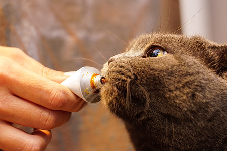 可爱的cottish折叠猫 吃麦芽糊糊宠物卡通片食物衣领标识狗窝便便洗发水标签小猫图片