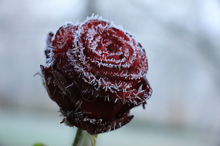 一朵红玫瑰上的白冰霜冰镇结晶季节玫瑰水晶图片