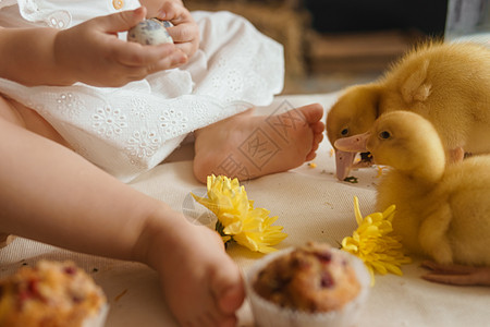 复活节桌上可爱的毛茸茸的小鸭子 旁边是一个小女孩 上面放着鹌鹑蛋和复活节纸杯蛋糕 复活节快乐的概念鹌鹑婴儿幸福厨房动物友谊房间农图片