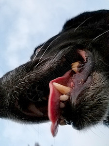 黑皮狗嘴紧闭 舌头挂在嘴边图片