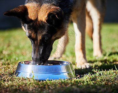健康的饮食造就了一只更强壮的狗 一个可爱的德国牧羊人站着 吃外面碗里的食物图片