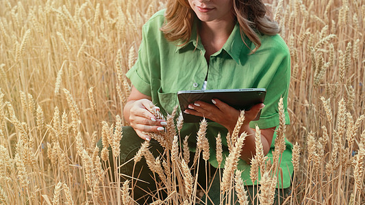 女农艺师在成熟的麦田里用数字平板电脑工作 检查耳朵的完整性 生长情况 农业业务 技术 智能生态系统 收获理念女士日落人士生产场地图片