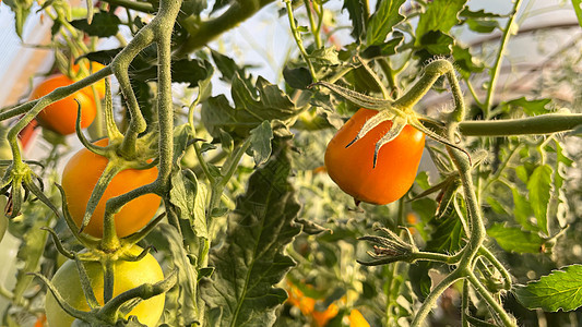生长在自然条件下的樱桃番茄照片 小枝配樱桃番茄 种植在花园里的樱桃西红柿图片