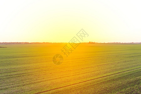 阳光明亮的黄光日落 大自然 夏季户外绿地场景土地植物季节种子蓝色农业粮食谷物农村图片