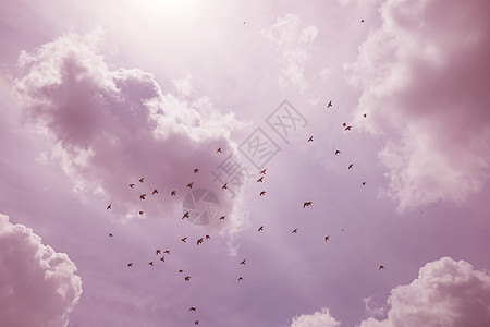 一群鸟群向南飞翔 在乌云的天空中团体自由航班动物群生活艺术耀斑生物学季节殖民地图片